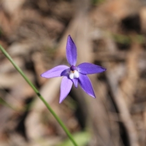 Glossodia major at Canberra Central, ACT - suppressed