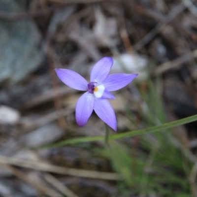 Glossodia major (Wax Lip Orchid) at Canberra Central, ACT - 2 Oct 2016 by petersan