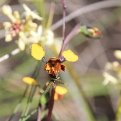 Diuris pardina (Leopard Doubletail) at Hackett, ACT - 2 Oct 2016 by petersan