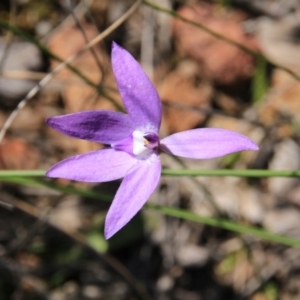 Glossodia major at Hackett, ACT - suppressed