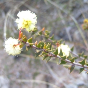 Acacia gunnii at Kambah, ACT - 30 Aug 2008