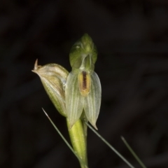 Bunochilus umbrinus (Broad-sepaled Leafy Greenhood) at Aranda, ACT - 2 Oct 2016 by DerekC