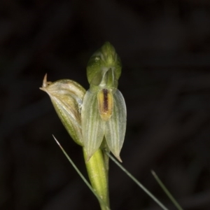 Bunochilus umbrinus at suppressed - 2 Oct 2016