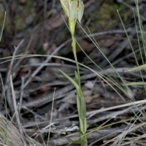 Bunochilus umbrinus at suppressed - 2 Oct 2016