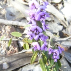 Hovea heterophylla (Common Hovea) at Kambah, ACT - 30 Aug 2008 by MatthewFrawley