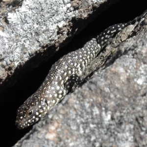 Egernia cunninghami at Chifley, ACT - 5 Nov 2011 12:00 AM