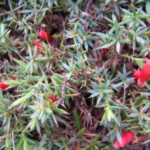 Styphelia humifusum at Kambah, ACT - 17 Mar 2012