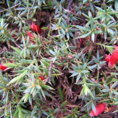 Astroloma humifusum (Cranberry Heath) at Kambah, ACT - 17 Mar 2012 by MatthewFrawley