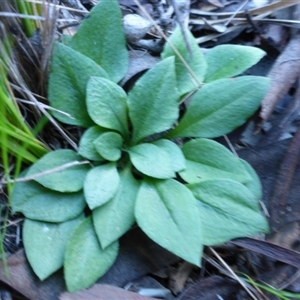 Speculantha rubescens at Point 5809 - suppressed