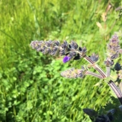 Salvia verbenaca var. verbenaca (Wild Sage) at Molonglo Valley, ACT - 1 Oct 2016 by Speedsta