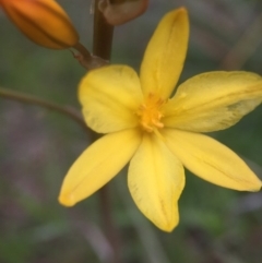 Bulbine bulbosa (Golden Lily) at Molonglo River Reserve - 3 Oct 2016 by JasonC