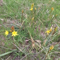 Bulbine bulbosa at Molonglo River Reserve - 3 Oct 2016