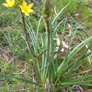 Bulbine bulbosa at Molonglo River Reserve - 3 Oct 2016