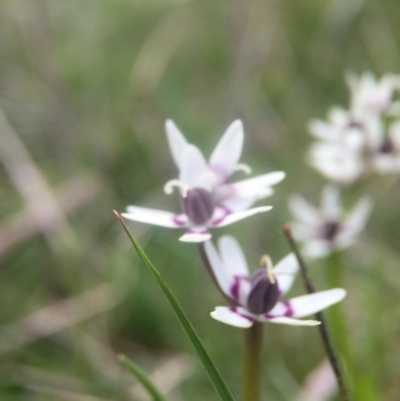 Wurmbea dioica subsp. dioica (Early Nancy) at Molonglo River Reserve - 3 Oct 2016 by JasonC