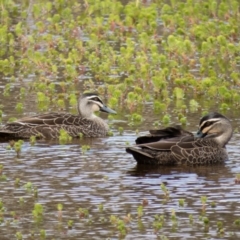 Anas superciliosa (Pacific Black Duck) at Sutton, NSW - 3 Oct 2016 by CedricBear