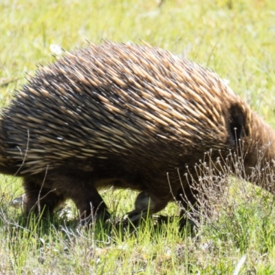 Tachyglossus aculeatus (Short-beaked Echidna) at Mulligans Flat - 3 Oct 2016 by CedricBear