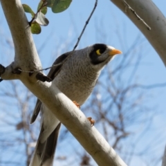 Manorina melanocephala (Noisy Miner) at Mulligans Flat - 3 Oct 2016 by CedricBear