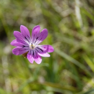 Petrorhagia nanteuilii (Proliferous Pink, Childling Pink) at Mulligans Flat - 3 Oct 2016 by CedricBear