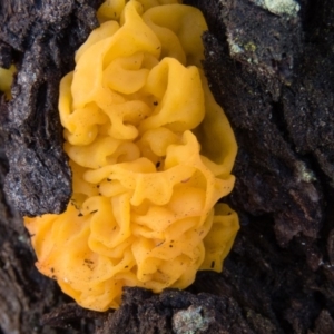 Tremella mesenterica at Sutton, NSW - 3 Oct 2016 01:10 PM