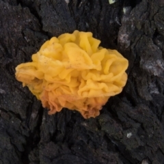 Tremella mesenterica at Sutton, NSW - 3 Oct 2016 01:10 PM