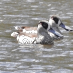 Malacorhynchus membranaceus (Pink-eared Duck) at Paddys River, ACT - 2 Oct 2016 by JohnBundock