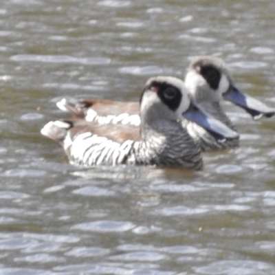 Malacorhynchus membranaceus (Pink-eared Duck) at Paddys River, ACT - 2 Oct 2016 by JohnBundock