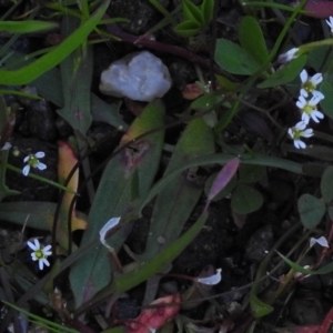 Erophila verna at Stromlo, ACT - 2 Oct 2016 01:33 PM