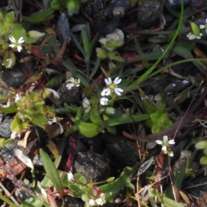 Erophila verna at Stromlo, ACT - 2 Oct 2016 01:33 PM