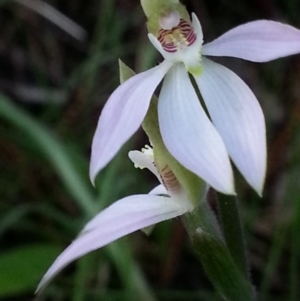 Caladenia carnea at Canberra Central, ACT - 3 Oct 2016