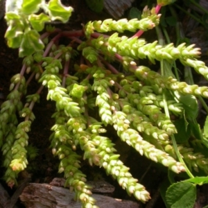 Crassula sieberiana at Watson, ACT - 28 Sep 2016 05:18 PM