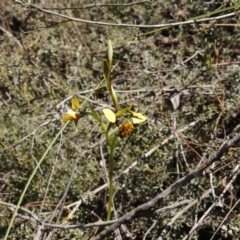 Diuris nigromontana (Black Mountain Leopard Orchid) at Point 79 - 2 Oct 2016 by ibaird
