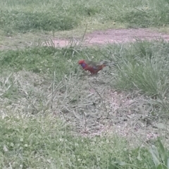 Platycercus elegans (Crimson Rosella) at Parkes, ACT - 1 Oct 2016 by Speedsta