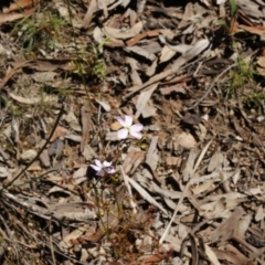 Drosera auriculata (Tall Sundew) at O'Connor, ACT - 2 Oct 2016 by ibaird