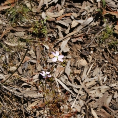 Drosera auriculata (Tall Sundew) at O'Connor, ACT - 2 Oct 2016 by ibaird