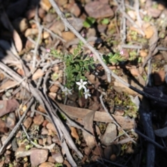 Rhytidosporum procumbens at O'Connor, ACT - 2 Oct 2016