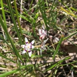 Wurmbea dioica subsp. dioica at O'Connor, ACT - 2 Oct 2016