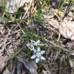 Wurmbea dioica subsp. dioica at O'Connor, ACT - 2 Oct 2016