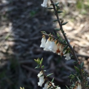 Leucopogon fletcheri subsp. brevisepalus at Point 93 - 2 Oct 2016