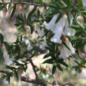 Leucopogon fletcheri subsp. brevisepalus at Point 93 - 2 Oct 2016