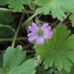 Geranium molle subsp. molle (Cranesbill Geranium) at Tharwa Bridge - 2 Oct 2016 by michaelb