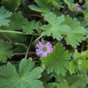 Geranium molle subsp. molle at Tharwa, ACT - 2 Oct 2016 06:05 PM