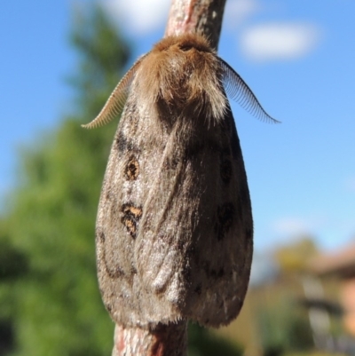 Leptocneria reducta (White Cedar Moth) at Conder, ACT - 16 Jan 2015 by MichaelBedingfield