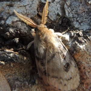 Leptocneria reducta at Pollinator-friendly garden Conder - 16 Jan 2015 09:55 AM