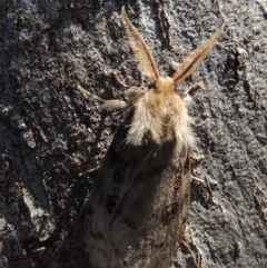 Leptocneria reducta at Pollinator-friendly garden Conder - 16 Jan 2015 09:55 AM