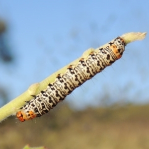 Phalaenoides tristifica at Bonython, ACT - 26 Nov 2015