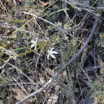 Caladenia ustulata (Brown Caps) at Point 79 - 2 Oct 2016 by ibaird