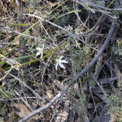 Caladenia ustulata (Brown Caps) at Canberra Central, ACT - 2 Oct 2016 by ibaird