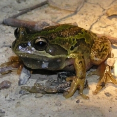 Litoria verreauxii verreauxii (Whistling Tree-frog) at Gungahlin, ACT - 5 Oct 2011 by MatthewFrawley