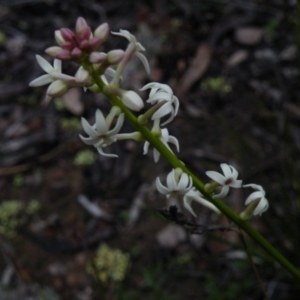 Stackhousia monogyna at Acton, ACT - 4 Oct 2016