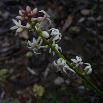 Stackhousia monogyna (Creamy Candles) at Acton, ACT - 3 Oct 2016 by Ryl